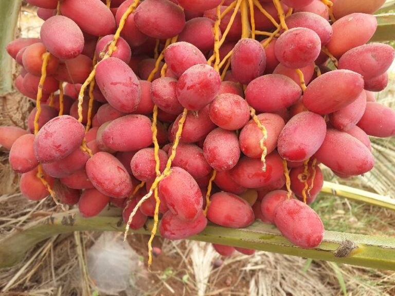 Kurma Malaysia